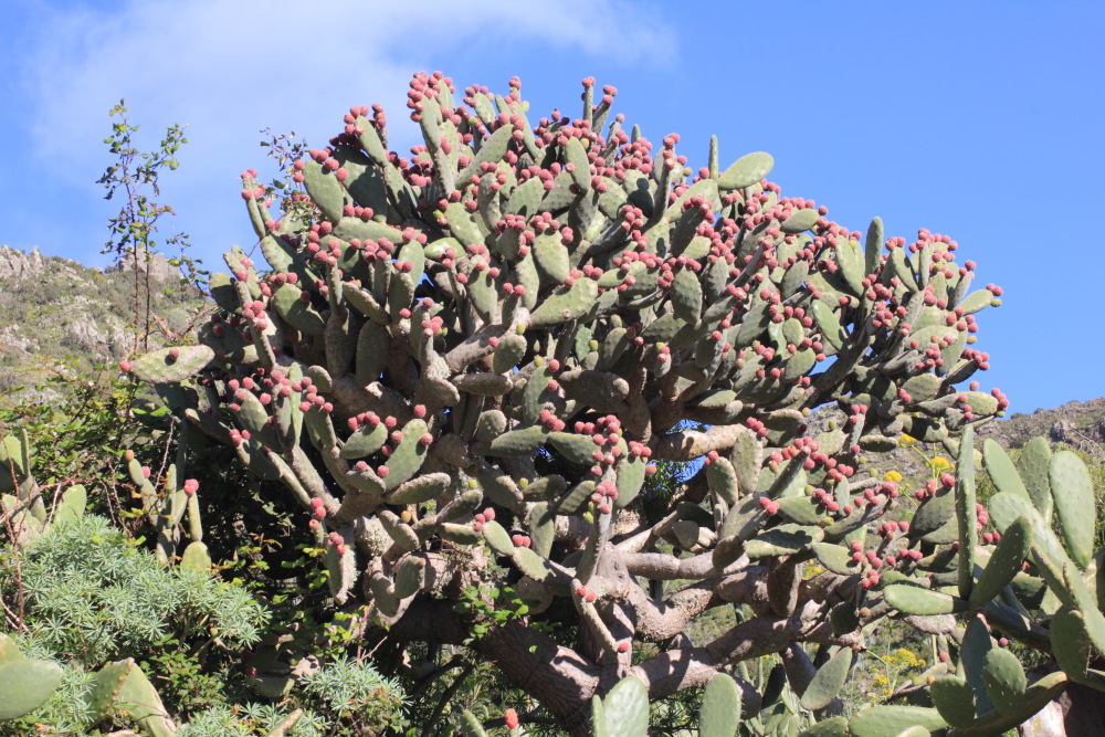Opuntia ficus-indica, Lokation: Spanien | Canarias | Teno | Teno Kategorien: Habitus, Familie: Cactaceae (Kakteen), Datum: 26.02.2011