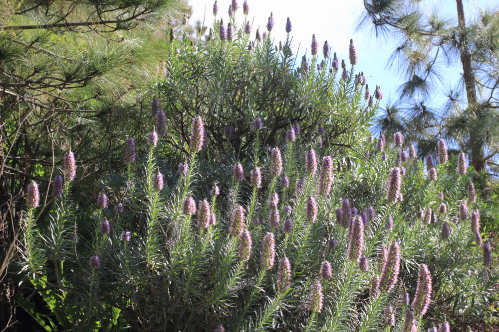 Echium virescens, Lokation: Spanien | Canarias | Teno | Teno Kategorien: Habitus, Familie: Boraginaceae (Rauhblattgewächse ), Datum: 26.02.2011