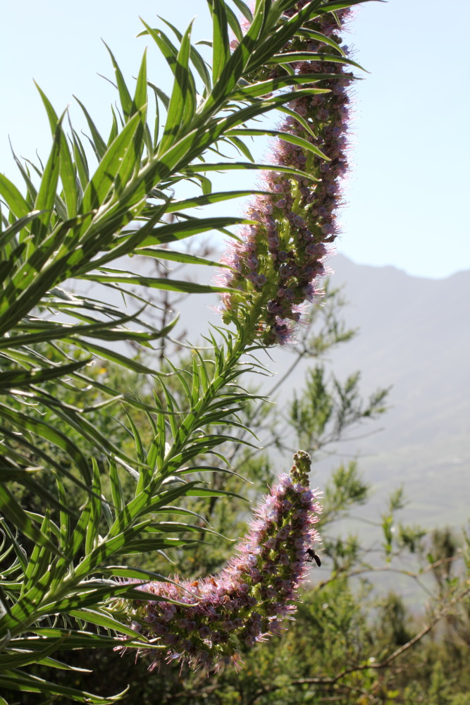 Echium virescens, Lokation: Spanien | Canarias | Teno | Teno Kategorien: Habitus, Familie: Boraginaceae (Rauhblattgewächse ), Datum: 26.02.2011