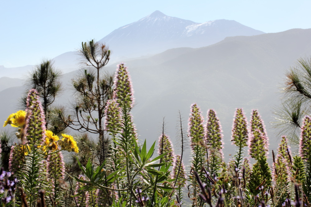 Echium virescens, Lokation: Spanien | Canarias | Teno | Teno Kategorien: Berge, Familie: Boraginaceae (Rauhblattgewächse ), Datum: 26.02.2011