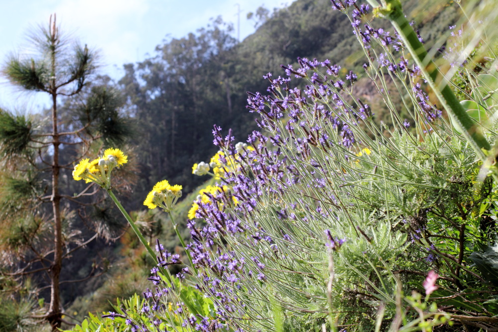 Lavandula minutolii, Lokation: Spanien | Canarias | Teno | Teno Kategorien: Habitus, Familie: Lamiaceae (Lippenblütler ), Datum: 26.02.2011
