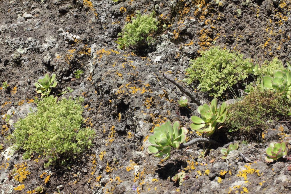 Herniaria fontanesii, Lokation: Spanien | Canarias | Teno | Teno Kategorien: Habitus, Familie: Caryophyllaceae (Nelkengewächse ), Datum: 26.02.2011