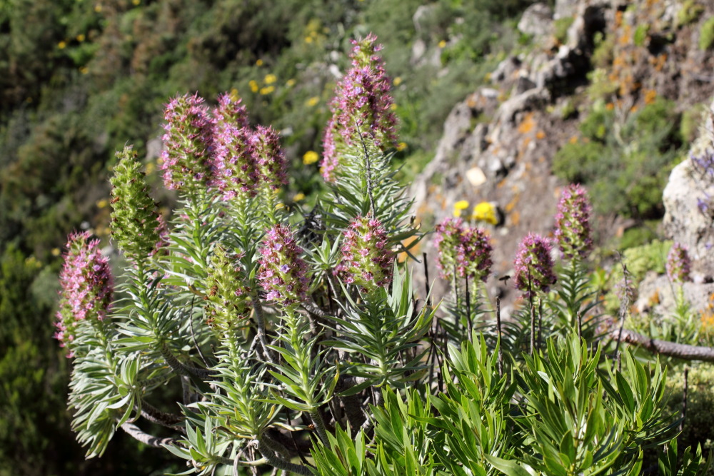 Echium virescens, Lokation: Spanien | Canarias | Teno | Teno Kategorien: Habitus, Familie: Boraginaceae (Rauhblattgewächse ), Datum: 26.02.2011