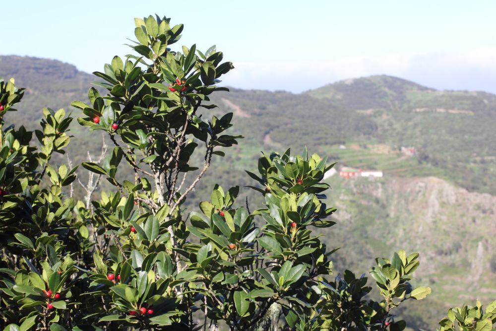 Persea indica, Lokation: Spanien | Canarias | Teno | Teno Kategorien: Habitus, Familie: Lauraceae (Lorbeergewächse ), Datum: 26.02.2011