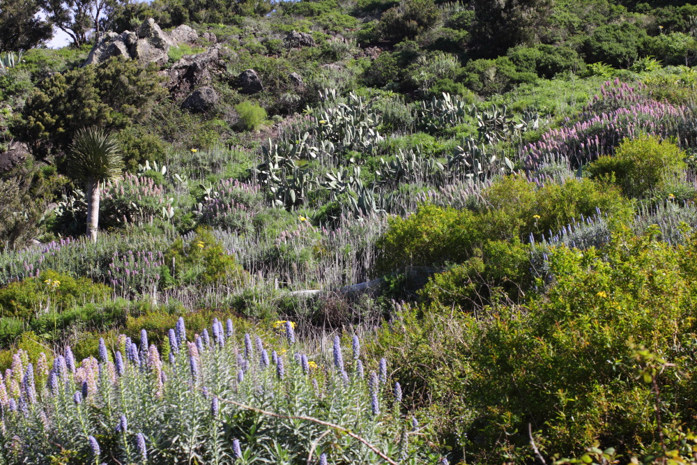 Dracaena draco, Lokation: Spanien | Canarias | Teno | Teno Kategorien: Vegetation, Familie: Asparagaceae (Spargelgewächse ), Datum: 26.02.2011