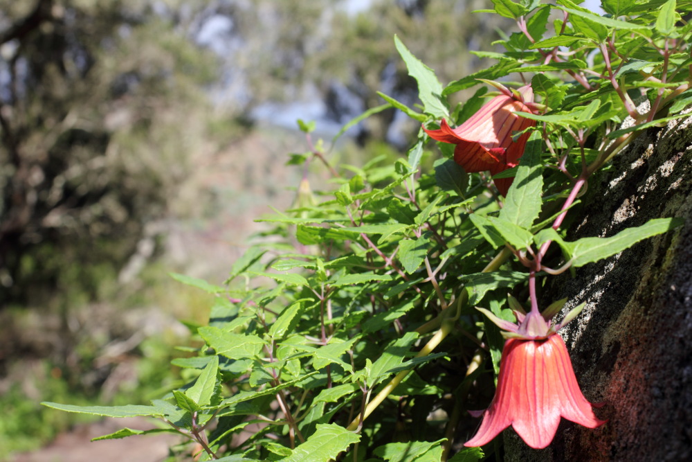 Canarina canariensis, Lokation: Spanien | Canarias | Teno | Teno Kategorien: Habitus, Familie: Campanulaceae (Glockenblumengewächse ), Datum: 26.02.2011