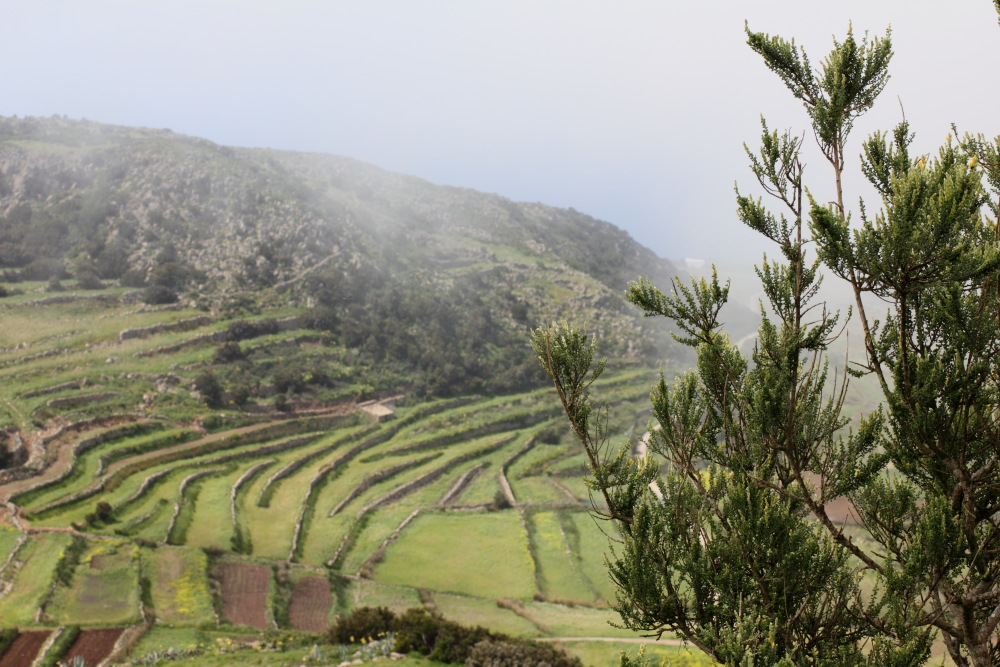 Lokation: Spanien | Canarias | Teno | Teno Kategorien: Landwirtschaft, Datum: 26.02.2011