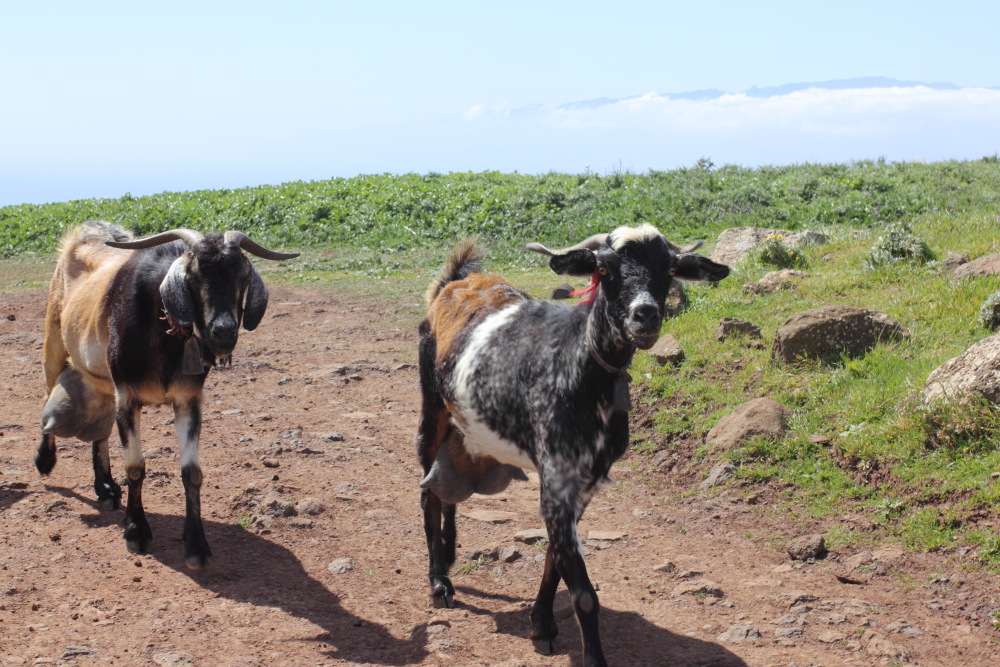 Lokation: Spanien | Canarias | Teno | Teno Kategorien: Säugetiere, Datum: 26.02.2011