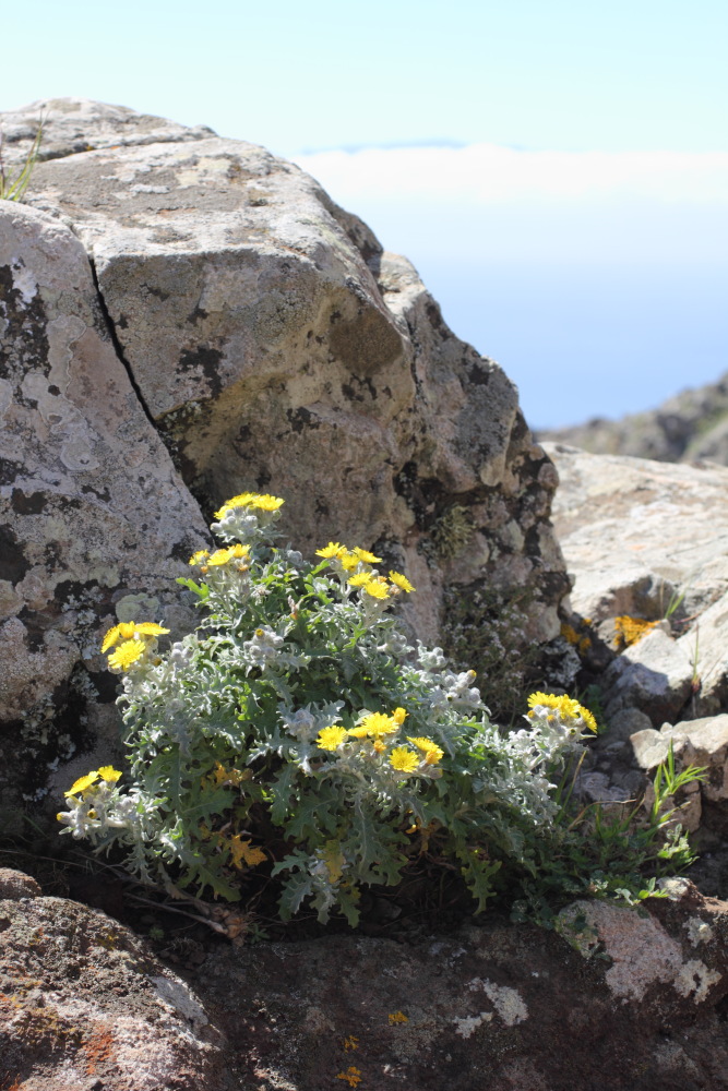 Andryala pinnatifida, Lokation: Spanien | Canarias | Teno | Teno Kategorien: Habitus, Familie: Asteraceae (Korbblütler ), Datum: 26.02.2011