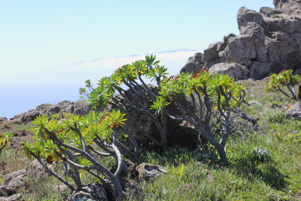 Euphorbia atropurpurea, Lokation: Spanien | Canarias | Teno | Teno Kategorien: Vegetation, Familie: Euphorbiaceae (Wolfsmilchgewächse ), Datum: 26.02.2011