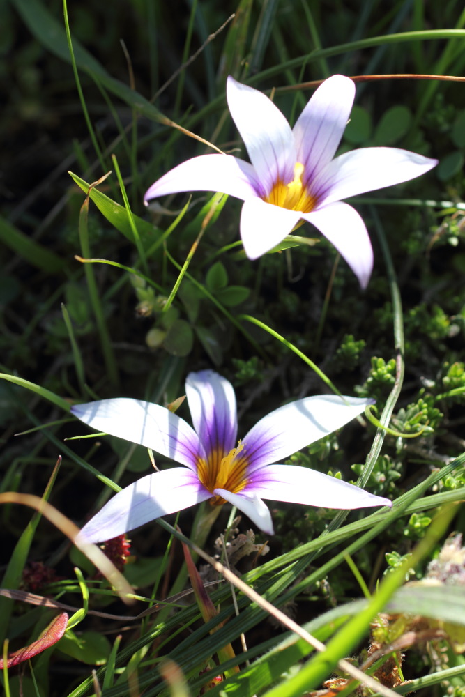 Romulea grandiscapa, Lokation: Spanien | Canarias | Teno | Teno Kategorien: Blüte, Familie: Iridaceae (Schwertliliengewächse ), Datum: 26.02.2011