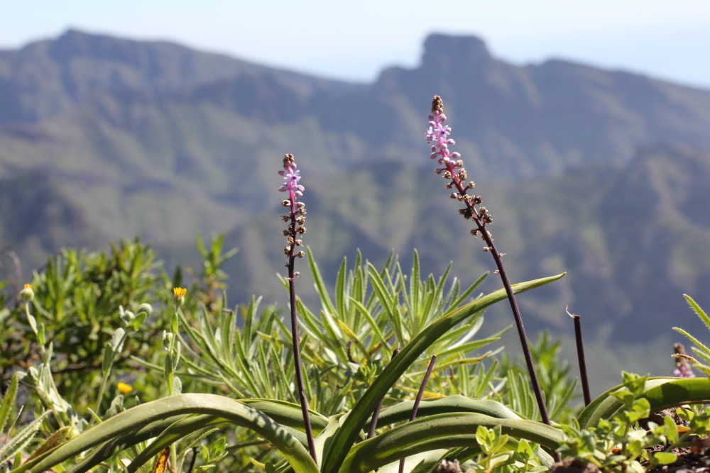 Scilla dasyantha, Lokation: Spanien | Canarias | Teno | Teno Kategorien: Habitus, Familie: Asparagaceae (Spargelgewächse ), Datum: 26.02.2011