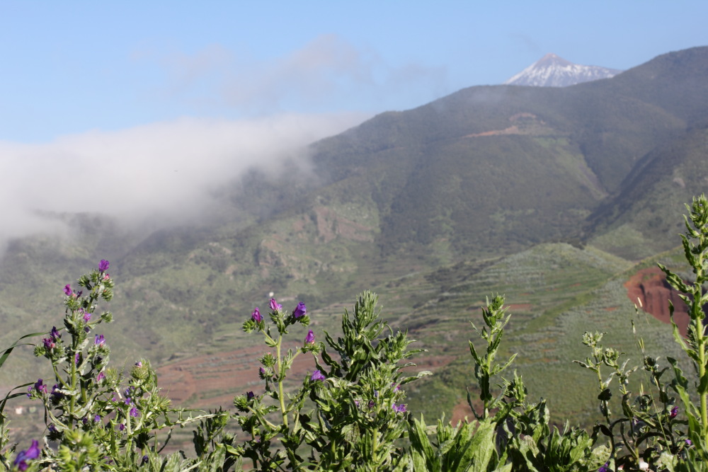 Lokation: Spanien | Canarias | Teno | Teno Kategorien: Berge, Datum: 27.02.2011