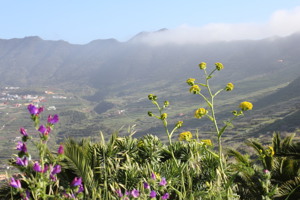 Lokation: Spanien | Canarias | Teno | Teno Kategorien: Berge, Datum: 27.02.2011