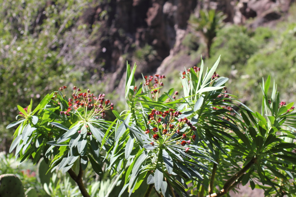 Euphorbia atropurpurea, Lokation: Spanien | Canarias | Masca | Masca Kategorien: Habitus, Familie: Euphorbiaceae (Wolfsmilchgewächse ), Datum: 28.02.2011