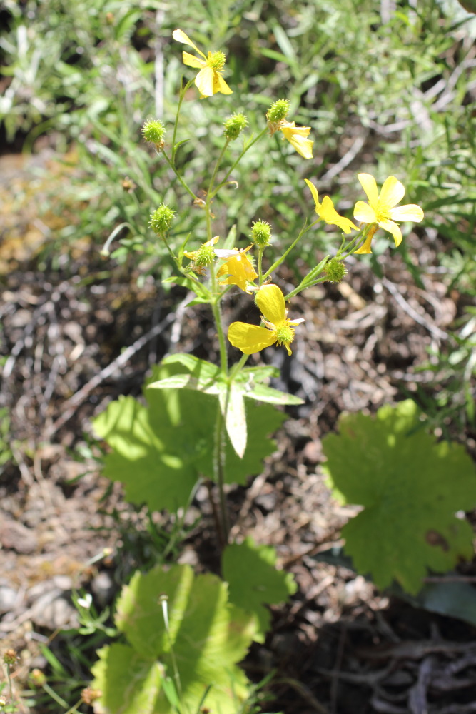 Ranunculus cortusifolius, Lokation: Spanien | Canarias | Masca | Masca Kategorien: Habitus, Familie: Ranunculaceae (Hahnenfußgewächse ), Datum: 28.02.2011