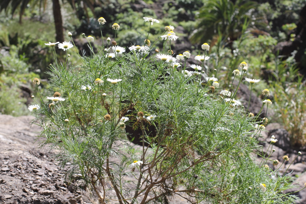 Argyranthemum foeniculaceum, Lokation: Spanien | Canarias | Masca | Masca Kategorien: Habitus, Familie: Asteraceae (Korbblütler ), Datum: 28.02.2011