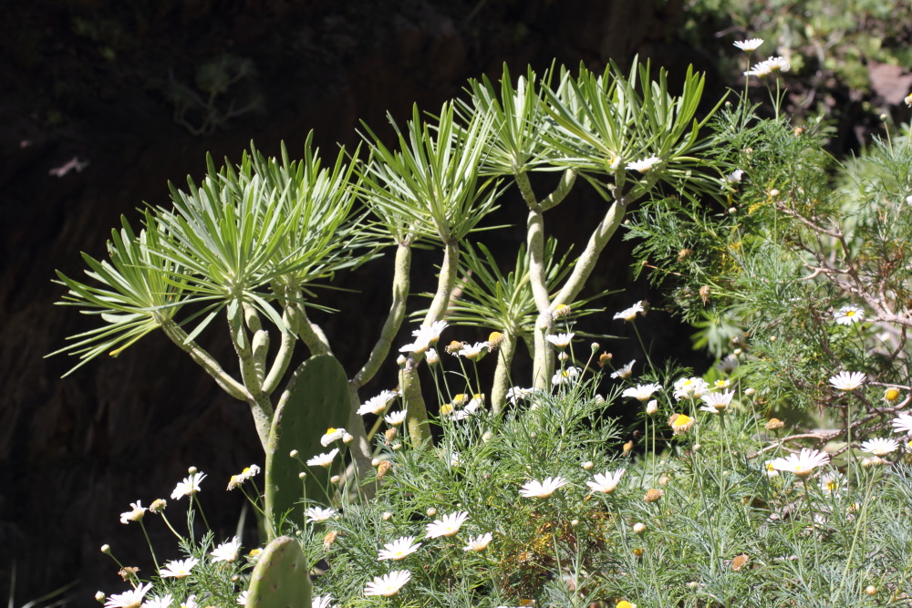 Kleinia neriifolia, Lokation: Spanien | Canarias | Masca | Masca Kategorien: Vegetation, Familie: Asteraceae (Korbblütler ), Datum: 28.02.2011
