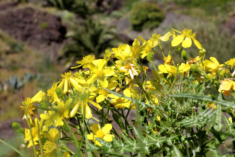 Ranunculus cortusifolius, Lokation: Spanien | Canarias | Masca | Masca Kategorien: Habitus, Familie: Ranunculaceae (Hahnenfußgewächse ), Datum: 28.02.2011