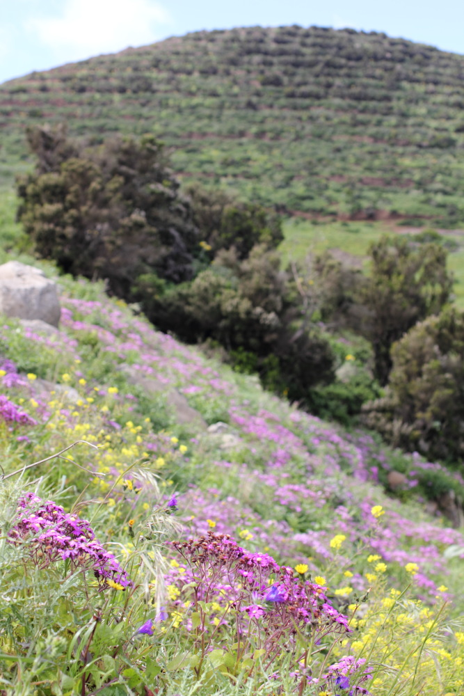 Pericallis echinata, Lokation: Spanien | Canarias | Teno | Buenavista del Norte Kategorien: Vegetation, Familie: Asteraceae (Korbblütler ), Datum: 01.03.2011