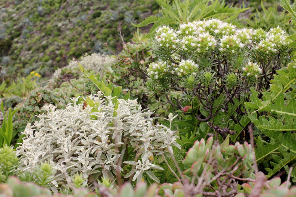 Echium aculeatum, Lokation: Spanien | Canarias | Teno | Teno Kategorien: Vegetation, Familie: Boraginaceae (Rauhblattgewächse ), Datum: 01.03.2011