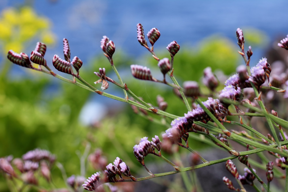 Limonium pectinatum, Lokation: Spanien | Canarias | Buenavista Del Norte | Tanque Kategorien: Blüte, Familie: Plumbaginaceae (Bleiwurzgewächse ), Datum: 02.03.2011