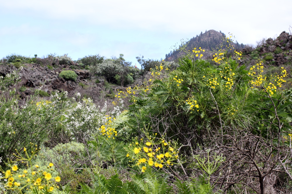 Sonchus canariensis, Lokation: Spanien | Canarias | Santiago Del Teide | Santiago del Teide Kategorien: Vegetation, Familie: Asteraceae (Korbblütler ), Datum: 03.03.2011