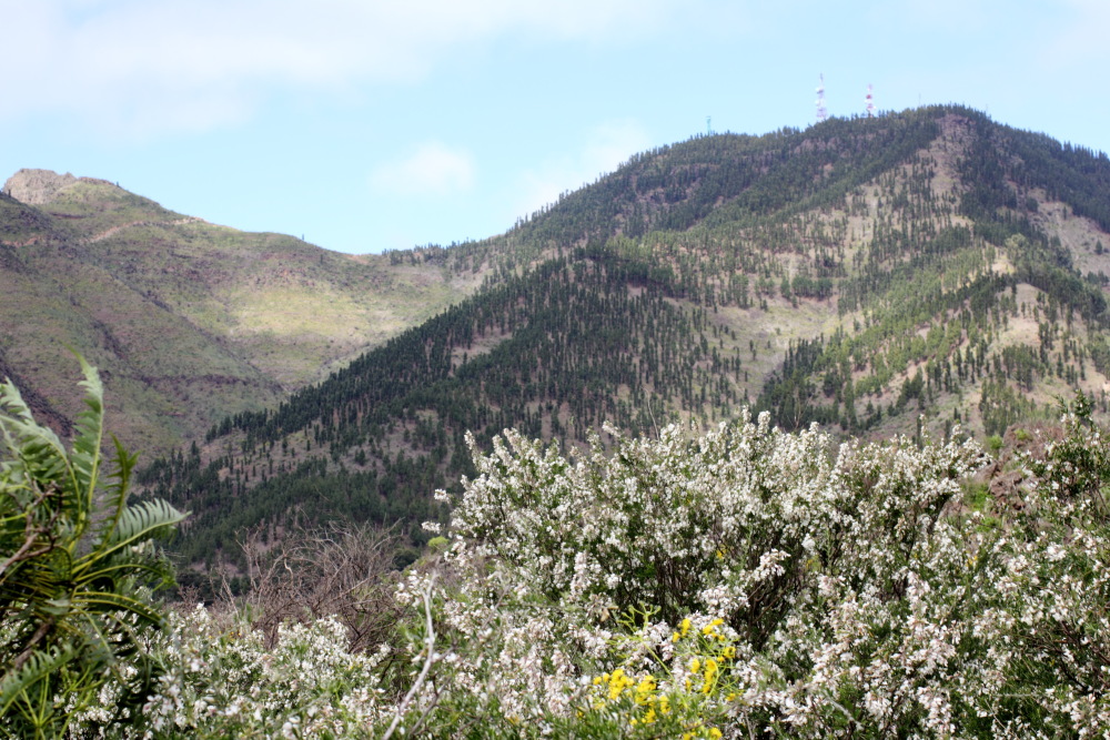 Chamaecytisus proliferus, Lokation: Spanien | Canarias | Santiago Del Teide | Santiago del Teide Kategorien: Vegetation, Familie: Fabaceae (Schmetterlingsblütler ), Datum: 03.03.2011