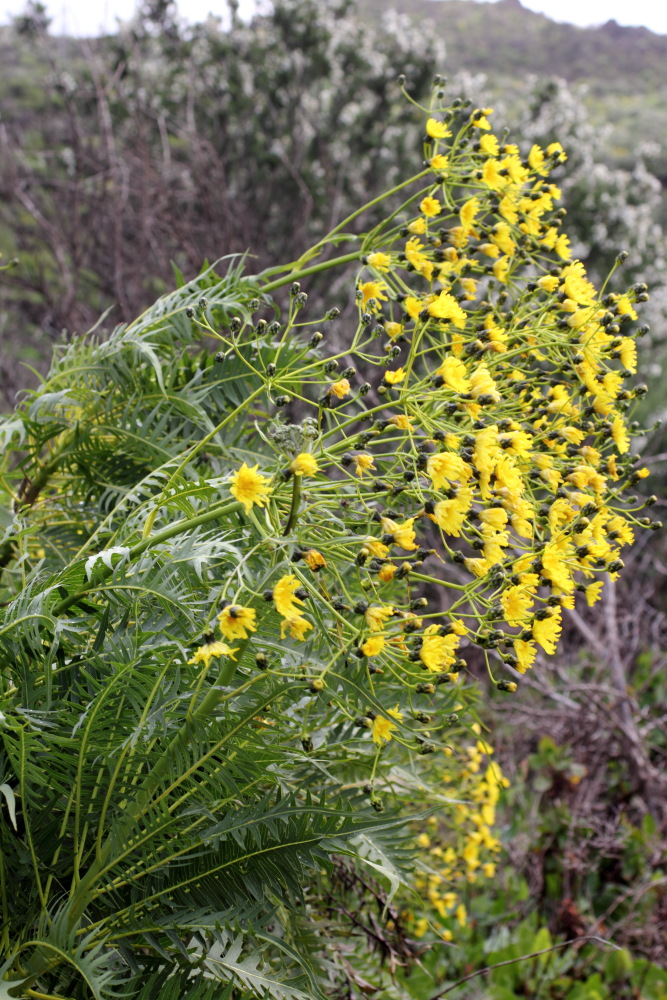 Sonchus canariensis, Lokation: Spanien | Canarias | Santiago Del Teide | Santiago del Teide Kategorien: Habitus, Familie: Asteraceae (Korbblütler ), Datum: 03.03.2011