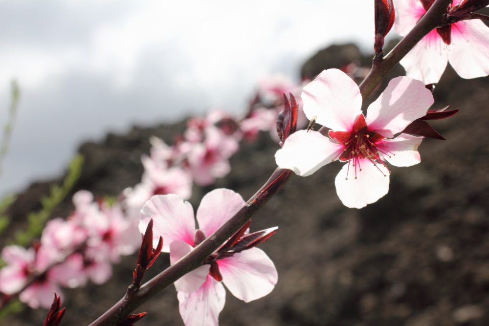 Prunus dulcis, Lokation: Spanien | Canarias | Erjos | Valle de Arriba Kategorien: Blüte, Familie: Rosaceae (Rosengewächse ), Datum: 03.03.2011