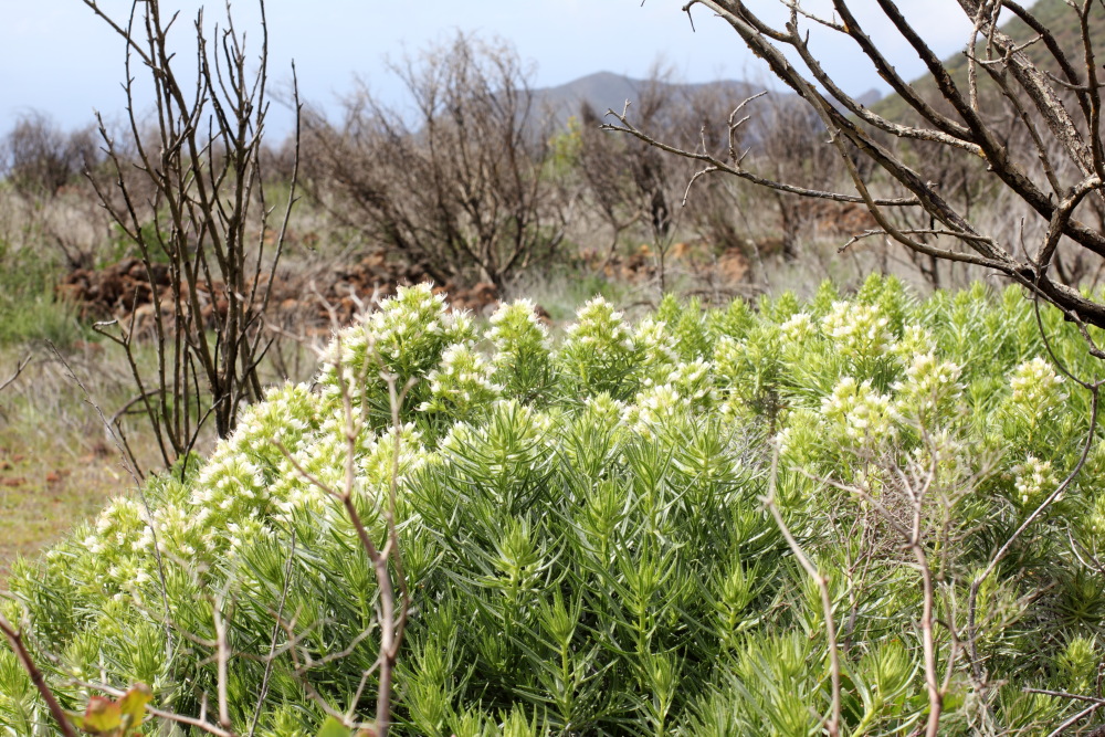 Echium aculeatum, Lokation: Spanien | Canarias | Santiago Del Teide | Valle de Arriba Kategorien: Vegetation, Familie: Boraginaceae (Rauhblattgewächse ), Datum: 03.03.2011