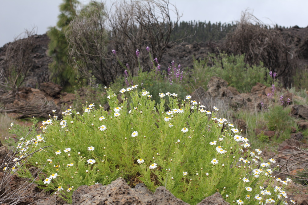 Argyranthemum adauctum, Lokation: Spanien | Canarias | Santiago Del Teide | Valle de Arriba Kategorien: Vegetation, Familie: Asteraceae (Korbblütler ), Datum: 03.03.2011