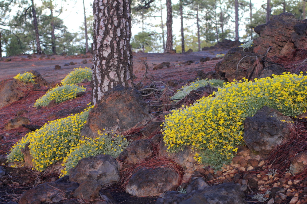 Lotus campylocladus, Lokation: Spanien | Canarias | Arguayo | Las Manchas Kategorien: Vegetation, Familie: Fabaceae (Schmetterlingsblütler ), Datum: 05.03.2011