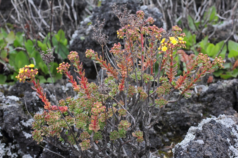 Aeonium spathulatum, Lokation: Spanien | Canarias | Erjos | Los Llanos Kategorien: Vegetation, Familie: Crassulaceae (Dickblattgewächse ), Datum: 05.03.2011