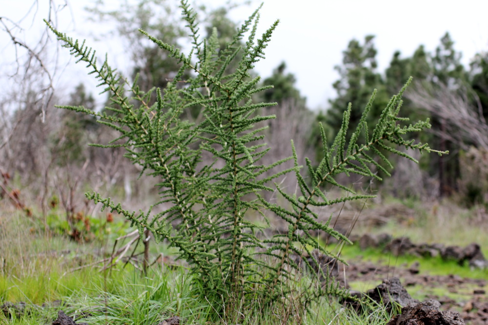 Lokation: Spanien | Canarias | Erjos | Los Llanos Kategorien: Vegetation, Datum: 05.03.2011