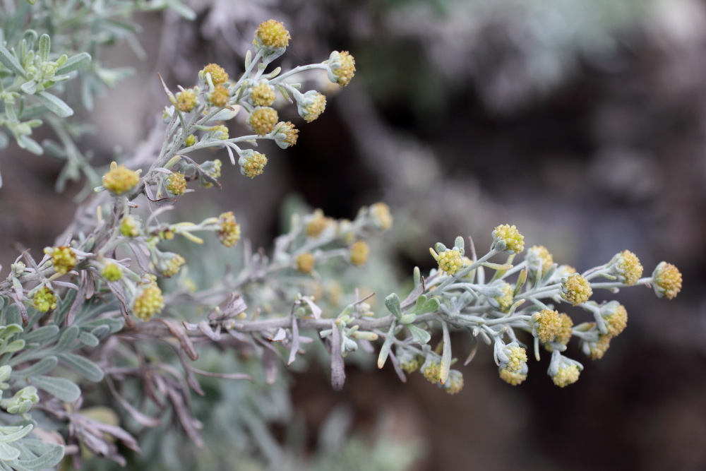 Artemisia thuscula, Lokation: Spanien | Canarias | Afur | Taborno Kategorien: Blüte, Familie: Asteraceae (Korbblütler ), Datum: 07.03.2011