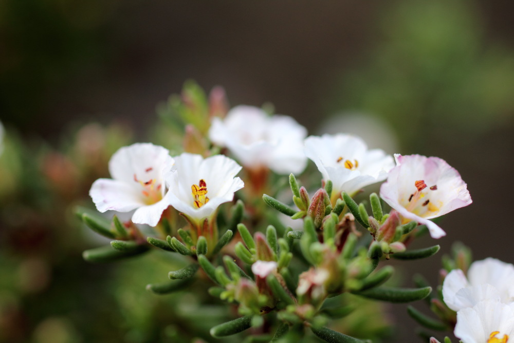 Frankenia ericifolia, Lokation: Spanien | Canarias | Afur | Taborno Kategorien: Blüte, Familie: Frankeniaceae (Frankeniaceen), Datum: 07.03.2011