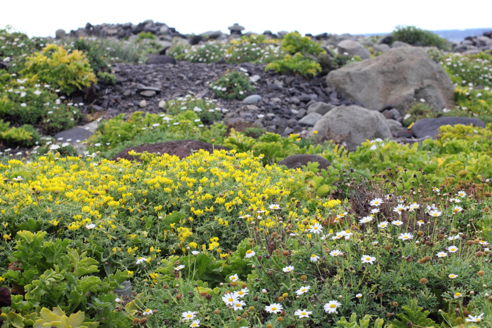 Lotus sessilifolius, Lokation: Spanien | Canarias | Afur | Taborno Kategorien: Vegetation, Familie: Fabaceae (Schmetterlingsblütler ), Datum: 07.03.2011