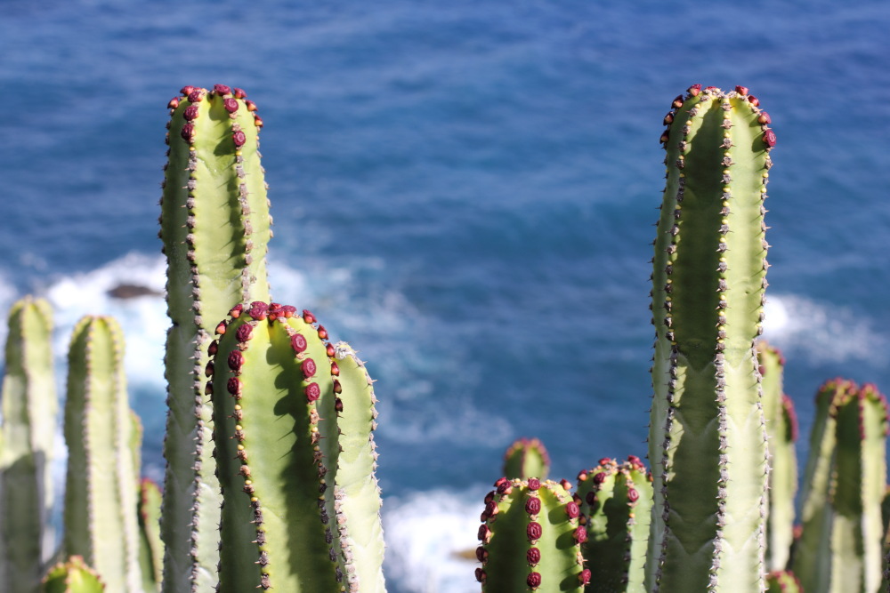 Euphorbia canariensis, Lokation: Spanien | Canarias | Afur | Taborno Kategorien: Habitus, Familie: Euphorbiaceae (Wolfsmilchgewächse ), Datum: 08.03.2011