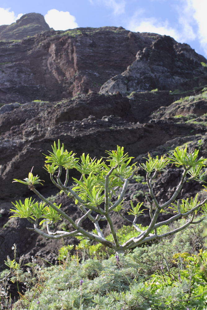Kleinia neriifolia, Lokation: Spanien | Canarias | Afur | Taborno Kategorien: Vegetation, Familie: Asteraceae (Korbblütler ), Datum: 08.03.2011