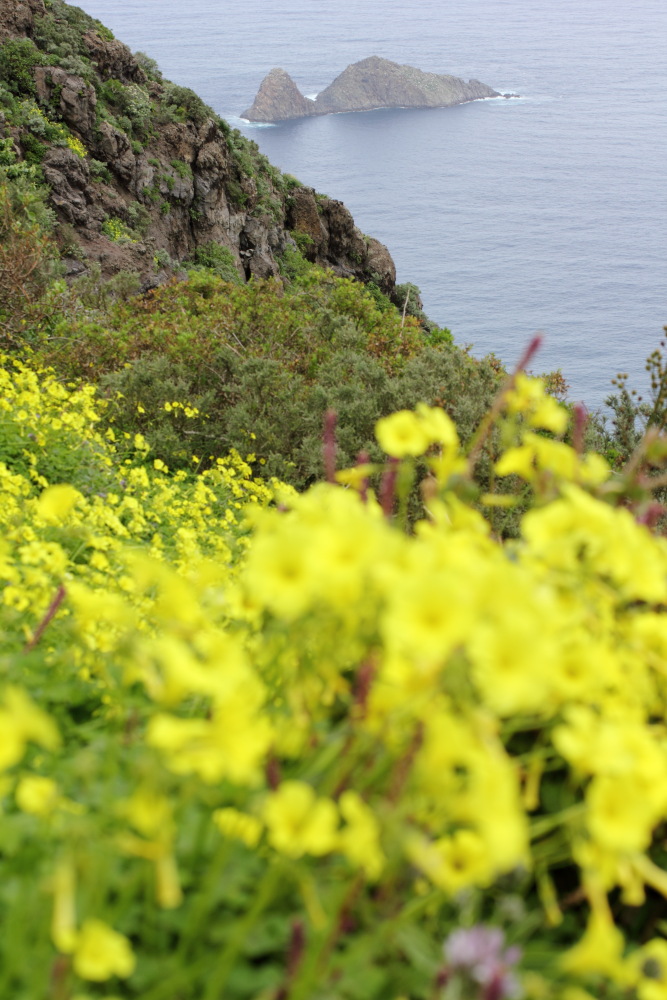 Oxalis pes-caprae, Lokation: Spanien | Canarias | Lomo De Las Bodegas | Las Palmas Kategorien: Vegetation, Familie: Oxalidaceae (Sauerkleegewächse ), Datum: 09.03.2011