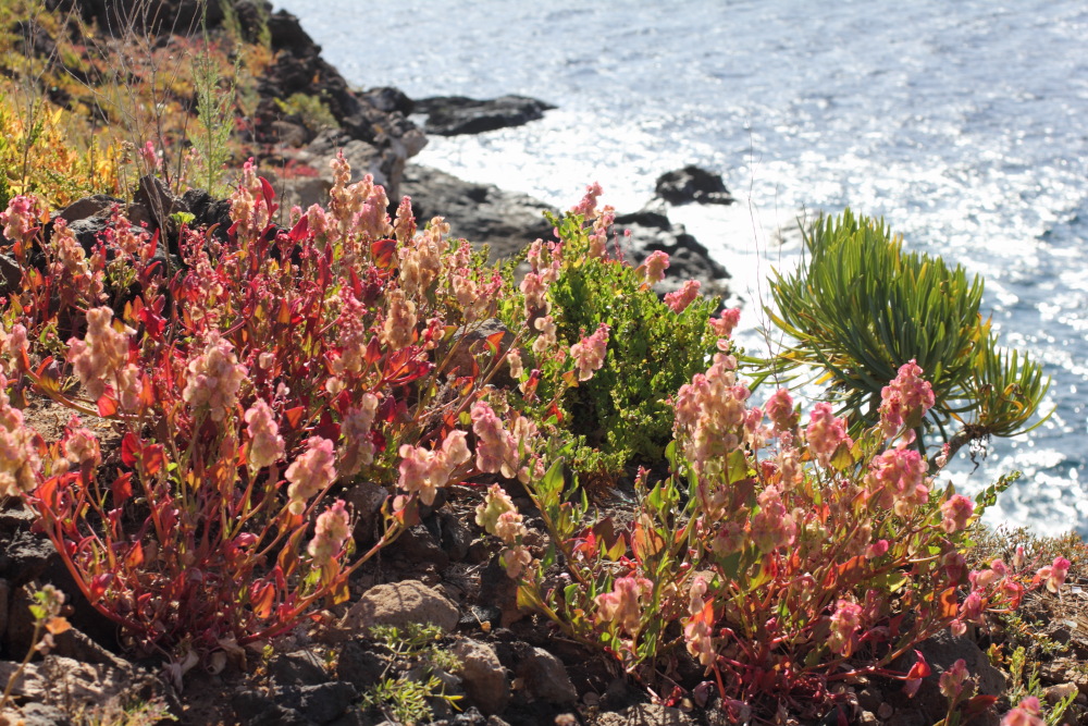 Rumex vesicarius, Lokation: Spanien | Canarias | Los Abrigos | El Abrigo Kategorien: Vegetation, Familie: Polygonaceae (Knöterichgewächse ), Datum: 11.03.2011