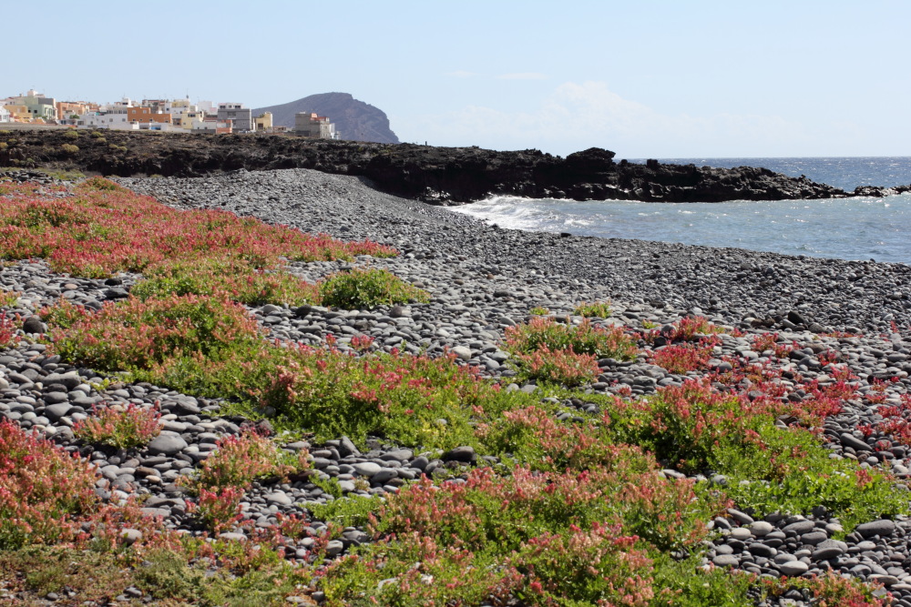 Rumex vesicarius, Lokation: Spanien | Canarias | Las Chafiras (San Miguel) | Golf del Sur Kategorien: Vegetation, Familie: Polygonaceae (Knöterichgewächse ), Datum: 11.03.2011