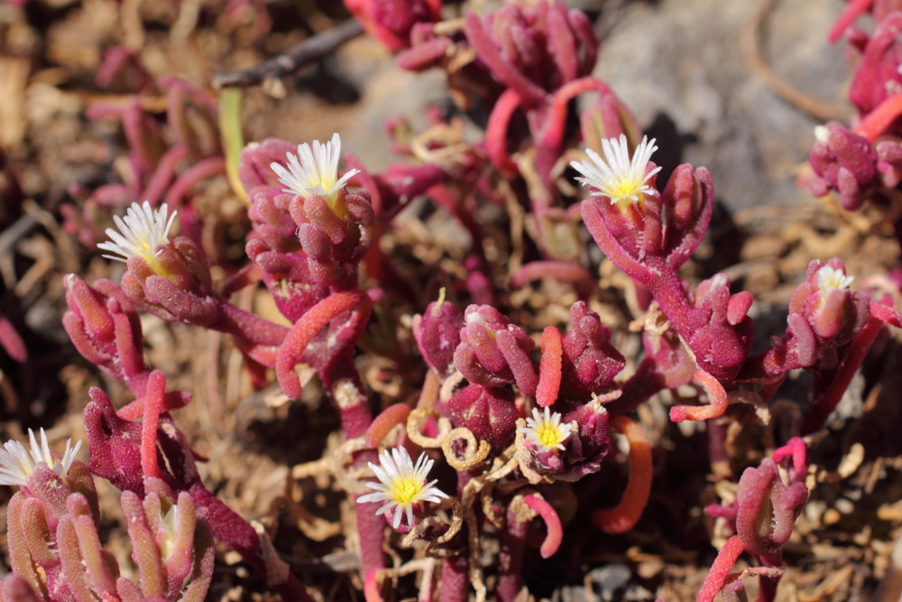 Mesembryanthemum nodiflorum, Lokation: Spanien | Canarias | Costa Del Silencio | Golf del Sur Kategorien: Habitus, Familie: Aizoaceae (Mittagsblumengewächse ), Datum: 11.03.2011