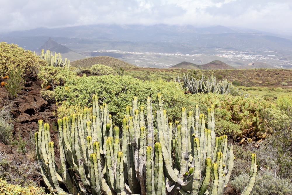 Euphorbia canariensis, Lokation: Spanien | Canarias | Costa Del Silencio | Costa del Silencio Kategorien: Vegetation, Familie: Euphorbiaceae (Wolfsmilchgewächse ), Datum: 11.03.2011