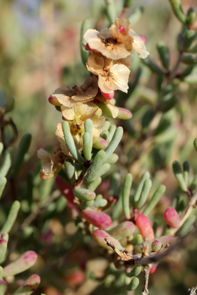 Salsola divaricata, Lokation: Spanien | Canarias | El Medano | El Médano Kategorien: Habitus, Familie: Amaranthaceae (Fuchsschwanzgewächse), Datum: 12.03.2011