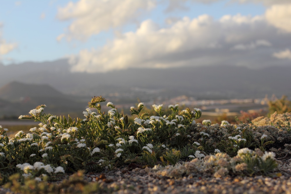 Heliotropium europaeum, Lokation: Spanien | Canarias | El Medano | El Médano Kategorien: Vegetation, Familie: Boraginaceae (Rauhblattgewächse ), Datum: 12.03.2011
