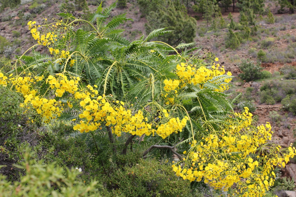 Sonchus canariensis, Lokation: Spanien | Canarias | San Juan (Granadilla) | Granadilla de Abona Kategorien: Vegetation, Familie: Asteraceae (Korbblütler ), Datum: 13.03.2011