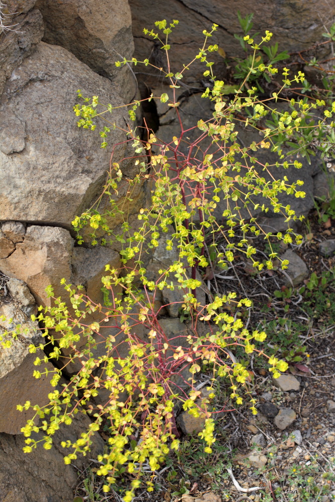 Euphorbia chamaesyce, Lokation: Spanien | Canarias | San Juan (Granadilla) | Granadilla de Abona Kategorien: Vegetation, Familie: Euphorbiaceae (Wolfsmilchgewächse ), Datum: 13.03.2011