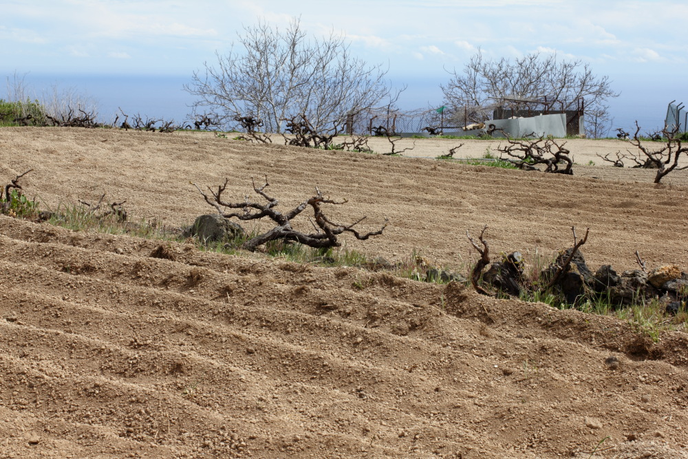 Lokation: Spanien | Canarias | San Juan (Granadilla) | Granadilla de Abona Kategorien: Landwirtschaft, Datum: 13.03.2011